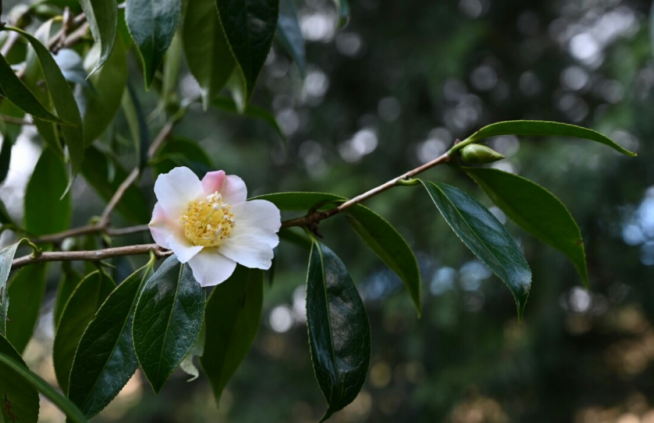 C, japonica (wabisuke) 'Hatsukari'